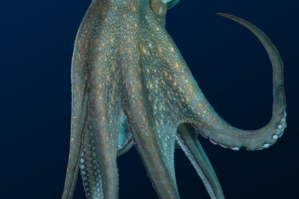 Kraken пользователь не найден при входе